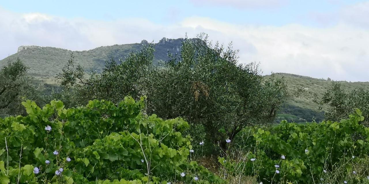 Saint-Saturnin-de-Lucian Le Mimosa B&B 외부 사진